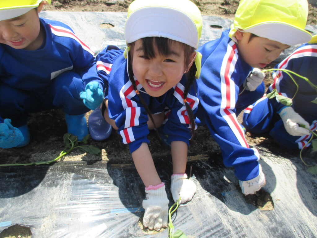 🍠さつまいもの苗を植えました！