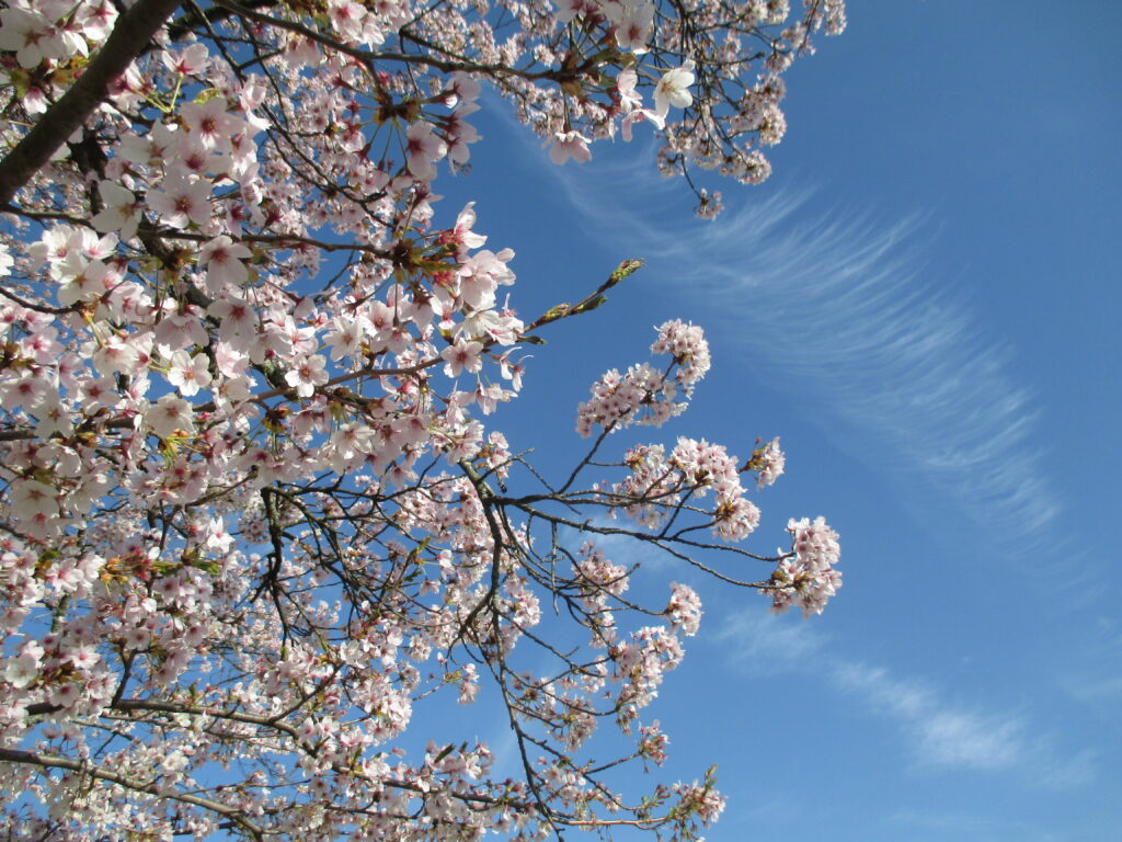 新年度がスタートしました！